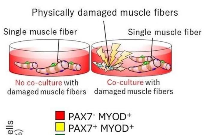 Damaged muscles don’t just die, they regenerate – Global Health News...