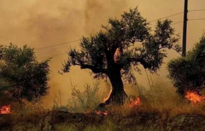 Fires turn olive trees into ashes before they are harvested