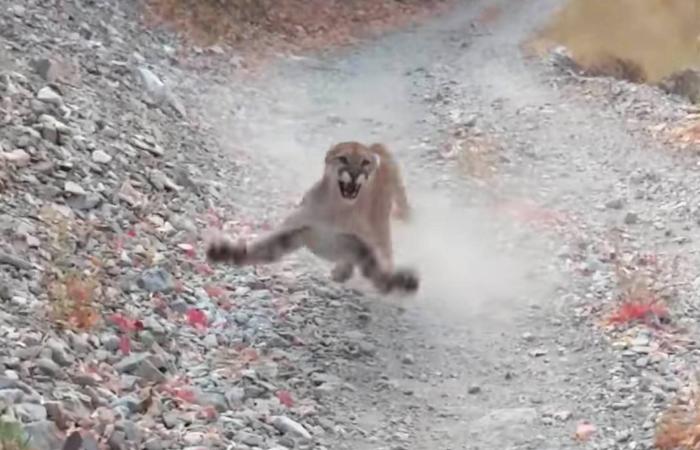 Watch a mountain lion chase a man for 6 terrifying minutes...