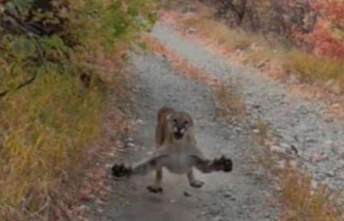 Six minutes of agony: wild puma chases hikers