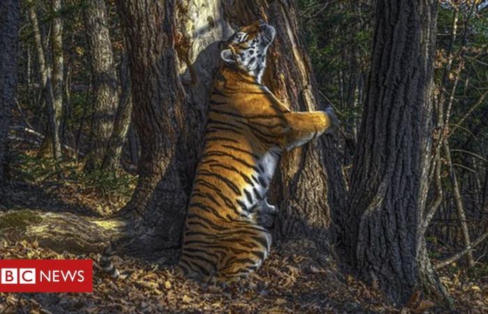The hugging tiger of the hidden camera wins the Wildlife Photo...