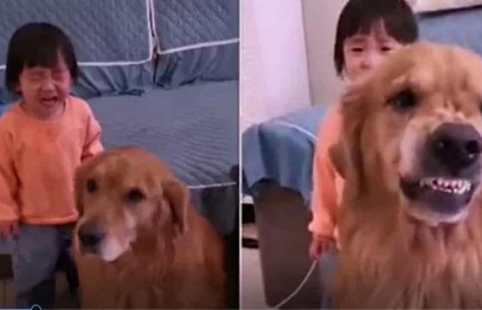 Golden retriever protects mother’s pigtail girl and goes viral