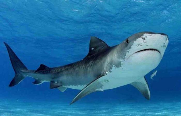 Should we kill killer sharks? Why we need to protect...