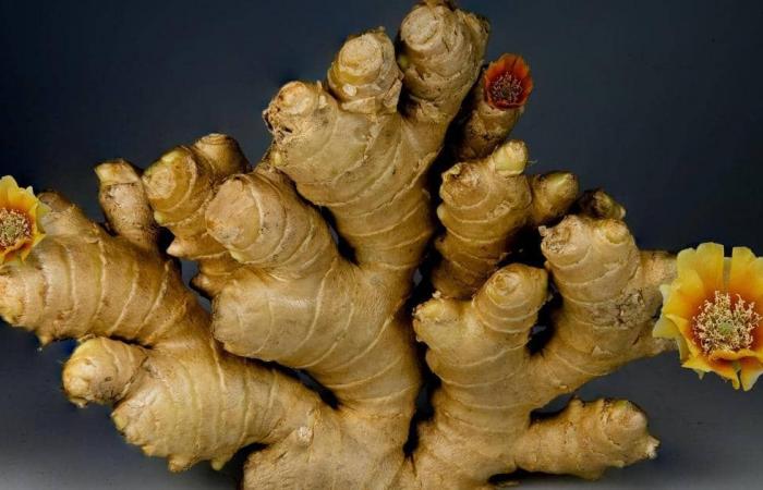 Scientific evidence … 10 “perfect” health benefits of ginger