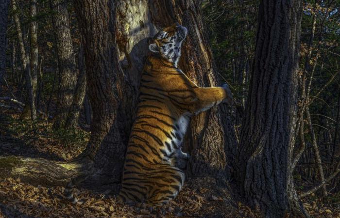 “The embrace” of a Siberian tigress and a fir tree, animal...