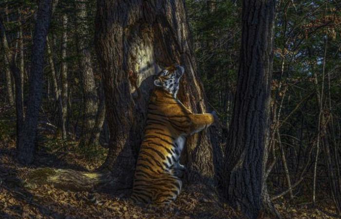 “The embrace” of a Siberian tigress and a fir tree, animal...