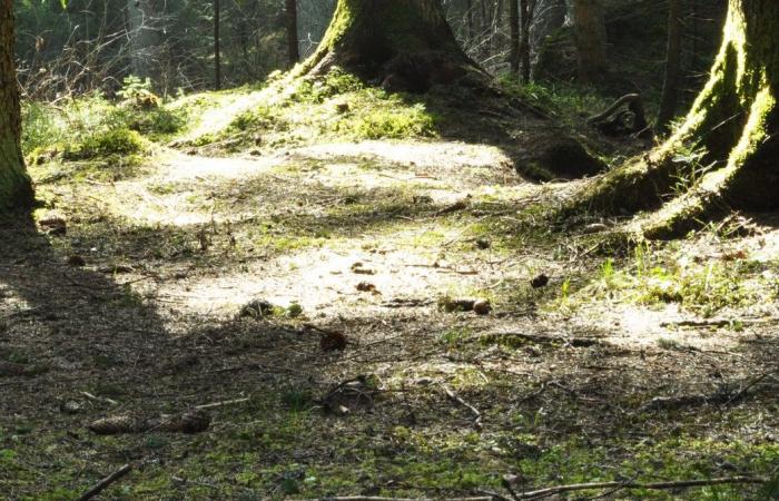 What forest floor playgrounds teach us about children and germs