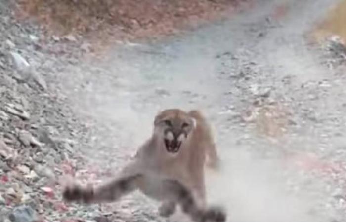 Video shows man being followed by ‘mountain lion’ for six minutes