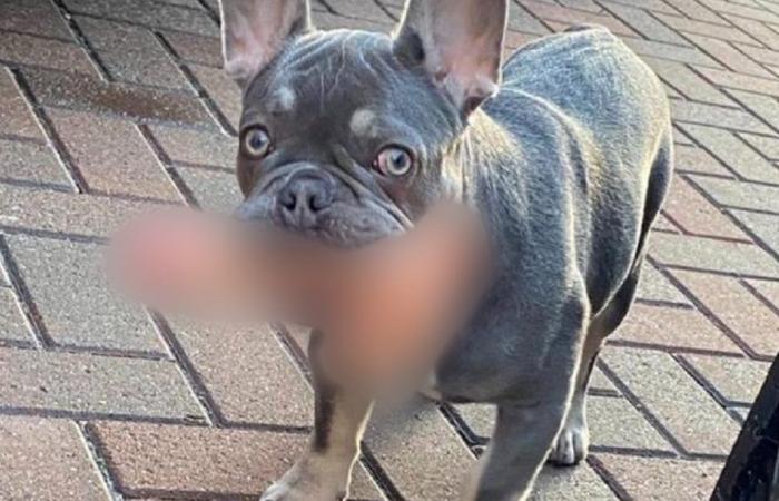 Dog ‘steals’ its owner’s penis and runs away