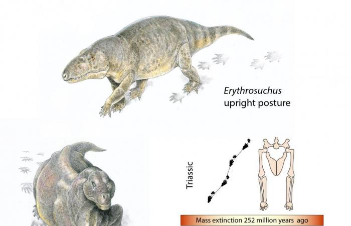 The world’s largest mass extinction triggered a switch to warmblood