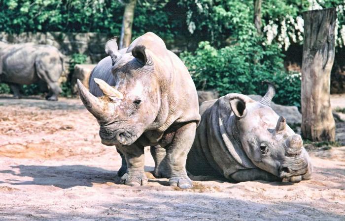 Only two northern white rhinos are left. And they are...
