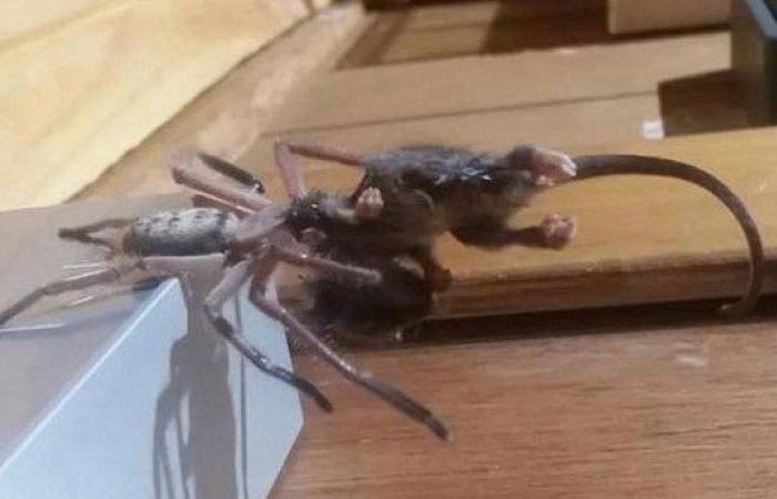 Man tickles his ear and discovers giant spider in headset