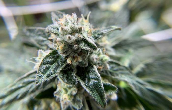 Legal cannabis in New Zealand? Kiwis are voting on more...