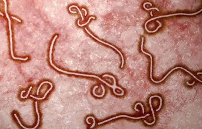 Antibody treatment is the first FDA-approved drug for Ebola