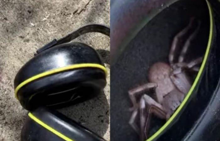 Man tickles his ear and discovers giant spider in headset