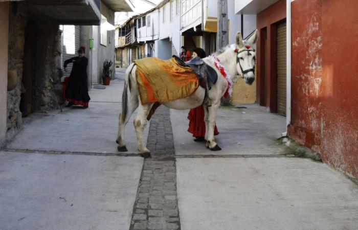 In Spain, the donkey treats the nurse and the doctor .....