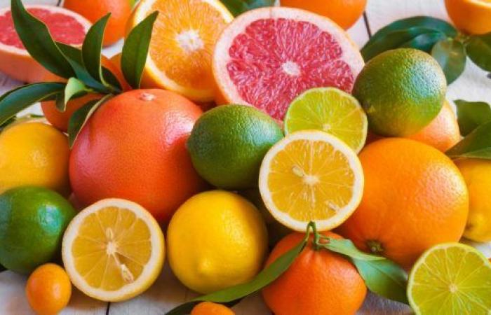 Citrus production will increase to more than 600,000 tonnes – AgriMaroc.ma