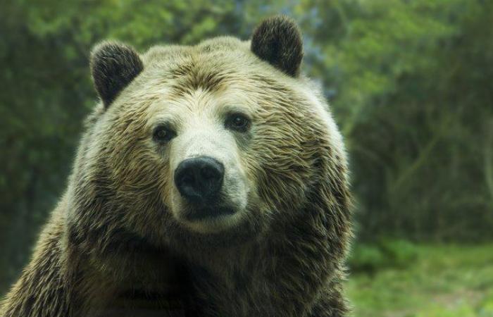 Tourists see a man being attacked and killed by bears in...