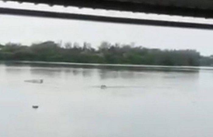 Man dies after crocodile attack; scene was recorded on video