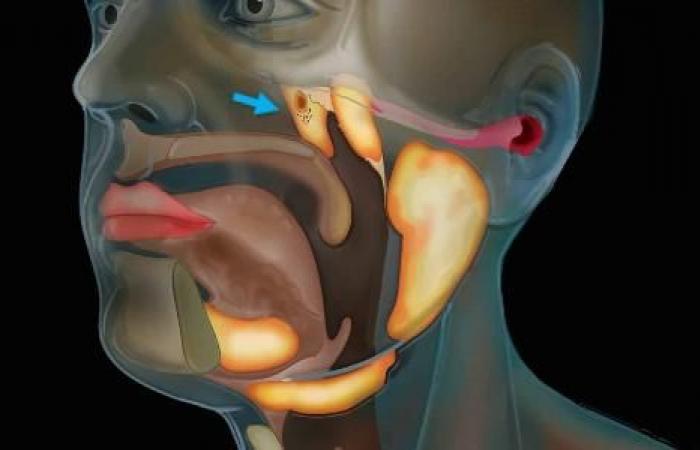 New organ: scientists discover salivary glands in the skull – 10/21/2020