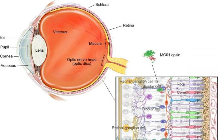 Scientists use gene therapy to restore vision in blind mice –...