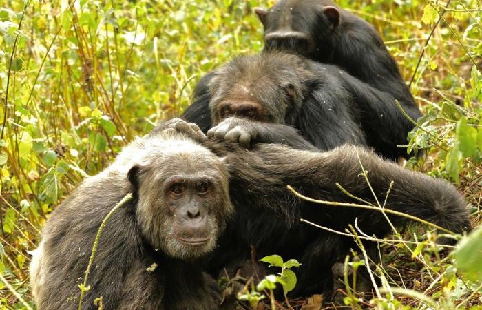 Chimpanzees become more selective with friends during aging, says study |...