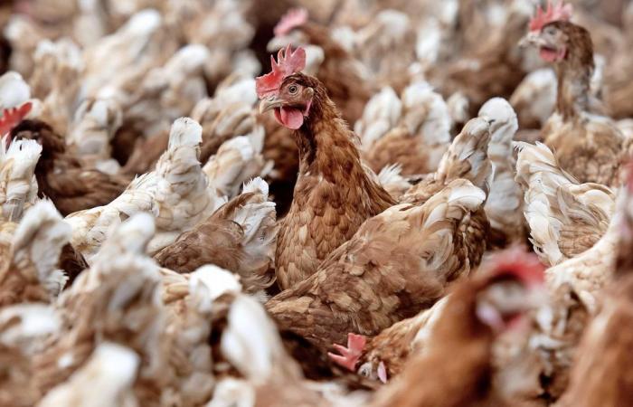 Poultry farmers have to keep chickens indoors because of avian flu...
