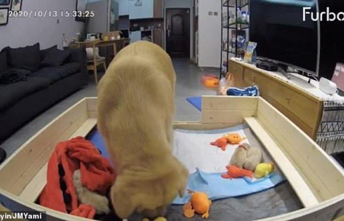Dog Parent: Mom Golden Retriever tries to comfort her whining pups...