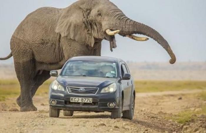 SUV accelerates to escape elephant in Kenya