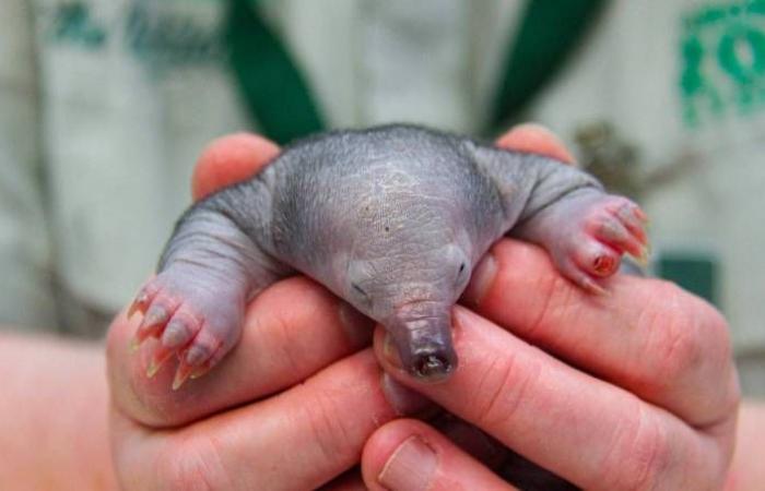 This adorable anteater could be the happiest creature in the world...