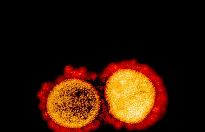 Novel coronavirus uses second ‘key’ to infiltrate cells