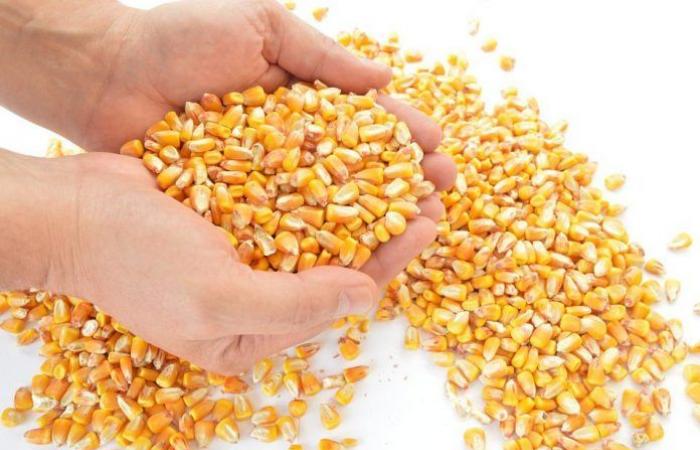 Check out the factors that should stir up the corn market...