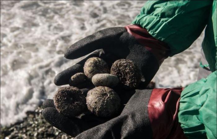 Toxic algae cause an environmental disaster in Russias Kamchatka region …...