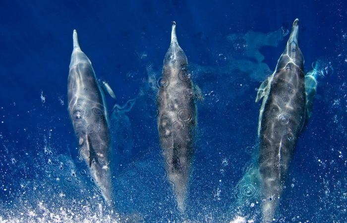Pandemic calm helps people eavesdrop on rare dolphins