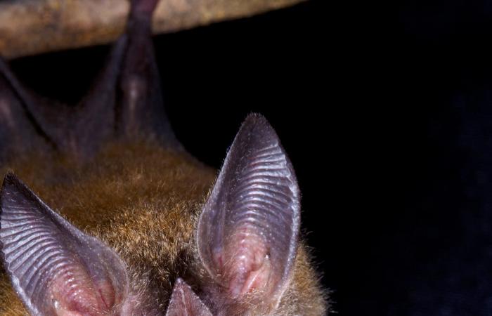 DNA in lip-rimmed bat droppings reveals unexpected eating habits