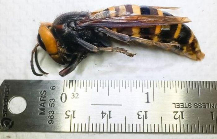 First killer wasp nest found and destroyed in the US |...