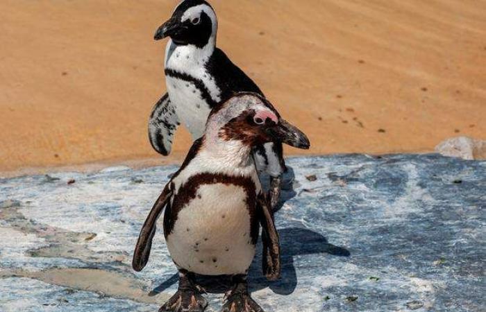 Gay penguins steal eggs from lesbian couple in attempt to become...