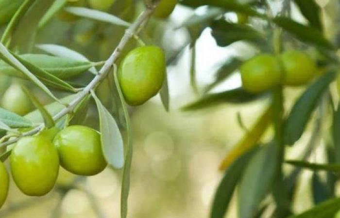 Increase in production of fruit sectors in Morocco