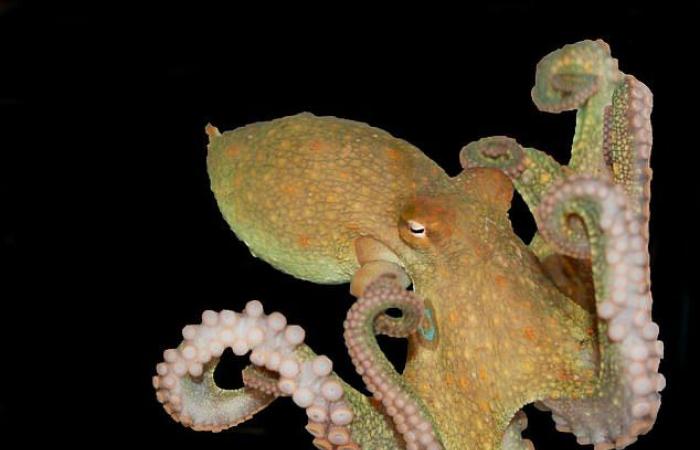 Scientists show how octopuses can “touch” things by touching them