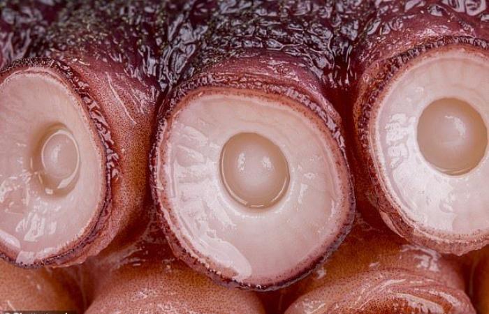 Scientists show how octopuses can “touch” things by touching them