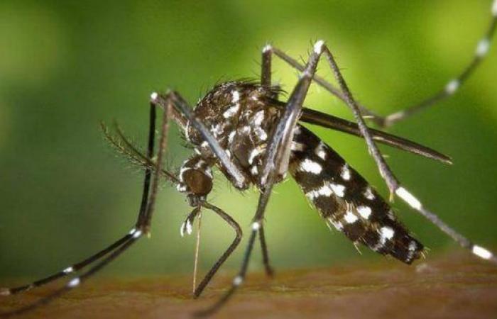 Three cases of dengue recorded in Saint-Laurent-du-Var and Juan-les-Pins