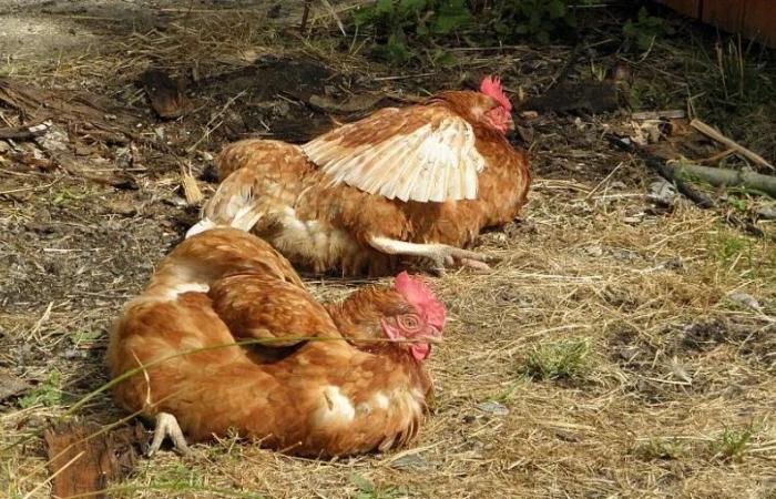 Also ‘lockdown’ for poultry due to bird flu virus