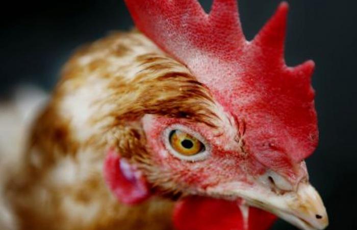 Bird flu at Gelderland poultry farm: animals culled