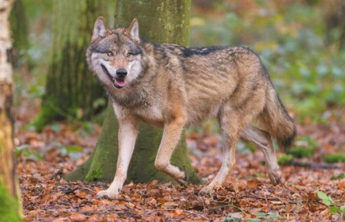 In 20 years 128 wolf packs and 35 wolf pairs in...