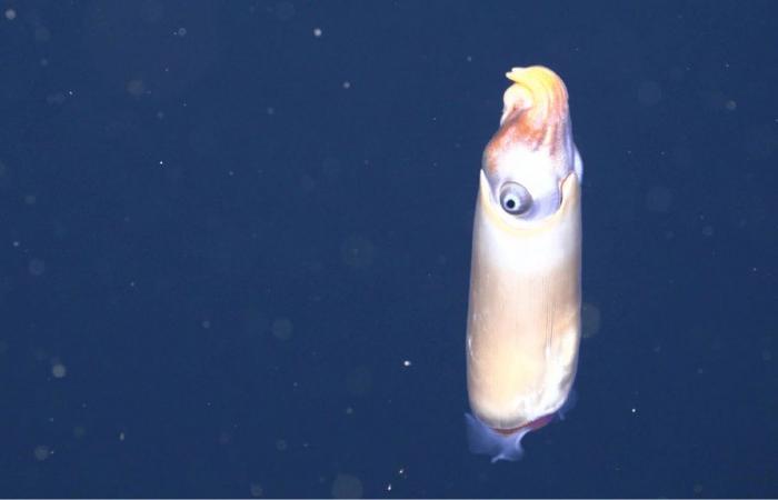 EbeneMagazine – EN – Elusive squid seen alive in its natural...