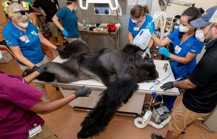 The Miami Zoo-based dentist pulls a gorilla tooth and completely cleans...