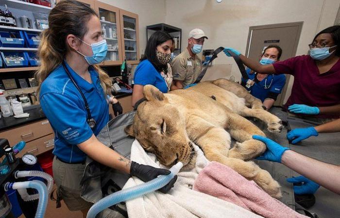 The Miami Zoo-based dentist pulls a gorilla tooth and completely cleans...