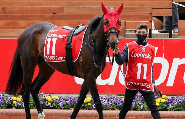 Melbourne Cup Horses 2020 | Shane Crawford’s tips, guide to...