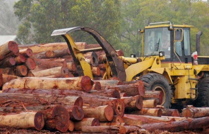 Fears further trade bans as China stops imports of Australian timber,...