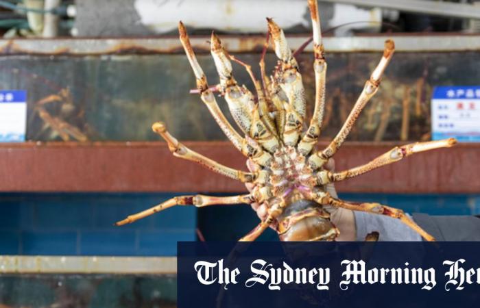 Australia and China argue over blocking lobsters while Chinese officials target...